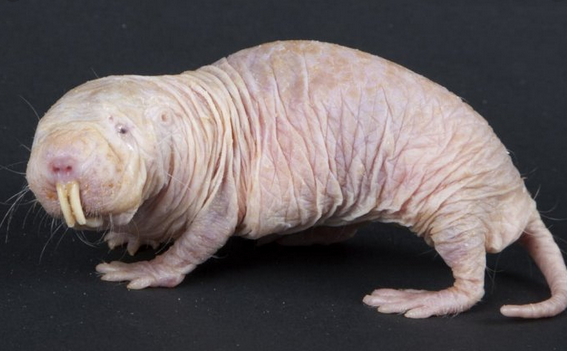 tikus hebat anti kanker
